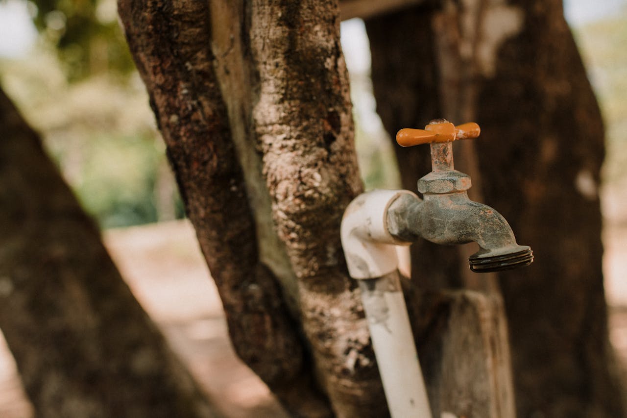 An aged outdoor faucet mounted on a tree, blending with nature.